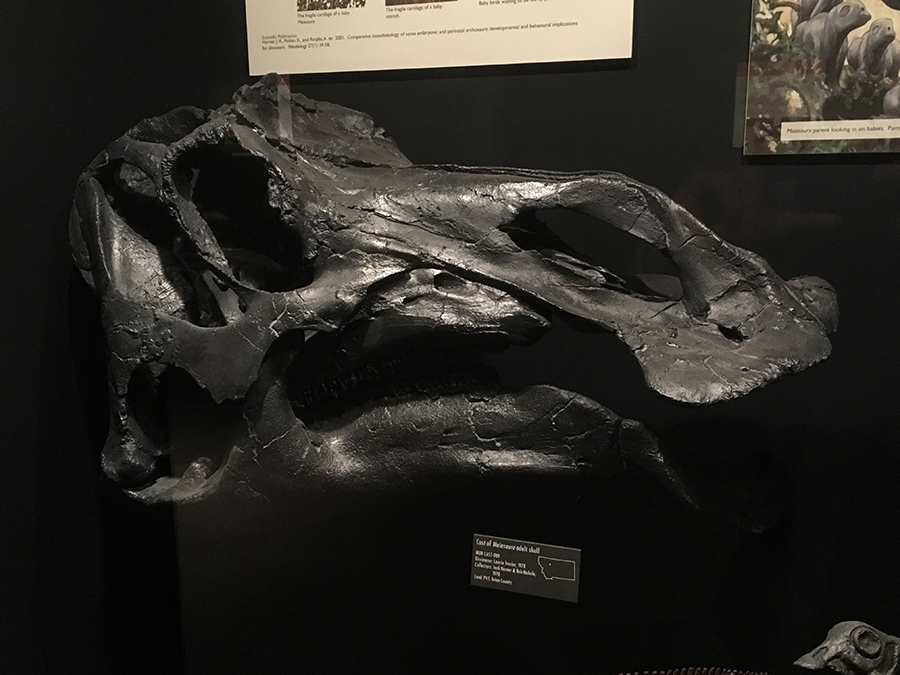The skull of an adult Maiasaura, on display at the Museum of the Rockies. A large, spoon-shaped snout superficially resembles that of a duck.