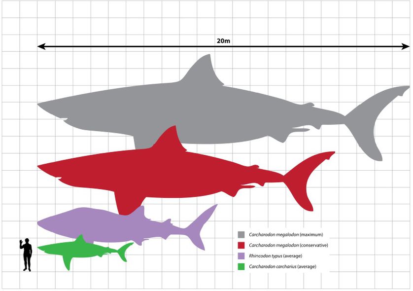 This chart compares the sizes of the megalodon with the whale shark, great white shark and a human. (Photo: Scarlet23/Wikimedia Commons)