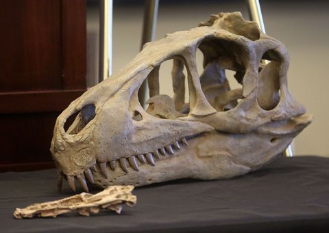 A Utahraptor skull reconstruction is displayed during a press conference at the Capitol in Salt Lake City on Friday, Feb. 14, 2020, to discuss HB322, which would create Utahraptor State Park in the Dalton Wells area near Moab.  Kristin Murphy, Deseret News