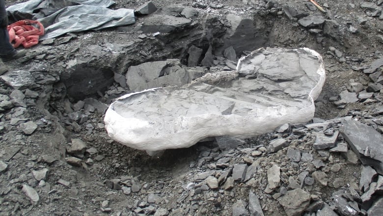 Miners discover fossil of 70 million year old 'sea monster' in mine near Lethbridge