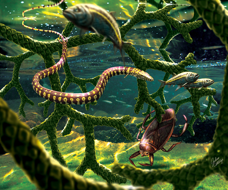 “In the shallows near shore, Tetrapodophis amplectus glides through a tangle of branches from the conifer Duartenia araripensis that have fallen into the water, sharing this habitat with a water bug in the family Belostomatidae and small fish (Dastilbe sp.).” Credit: Julius Csotonyi