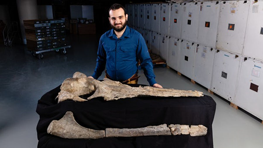 Carlos Peredo with the fossilized Maiabalaena nesbittae skull(Credit: Ryan Lavery)