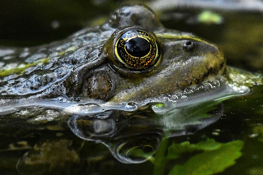 Despite the fossil’s size, it was possible to identify the frog because Anuras, the tailless amphibians group to which frogs and toads belong, have a unique structure at the distal end of the humerus that forms the elbow joint.(AFP / Representative Photo )