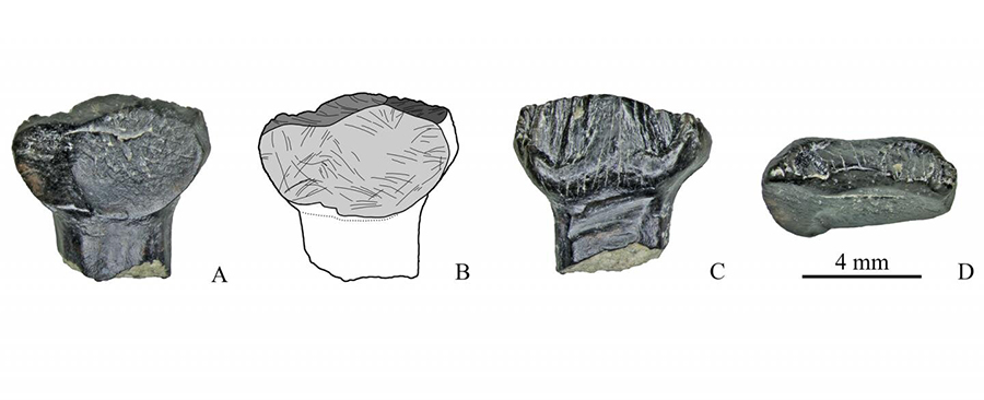 Stegosaurian teeth found at the Teete stream (the Republic of Sakha), in different planes Credit: SPbU