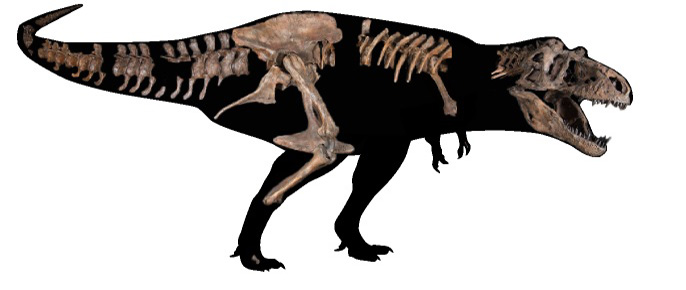 Scotty's bones laid out on a silhouette to indicate what parts of the skeleton were recovered