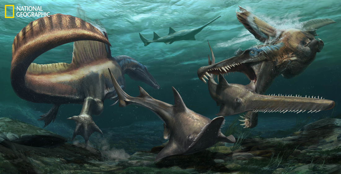 Two Spinosaurus aegyptiacus hunt Onchopristis, a prehistoric sawfish, in the waters of the Kem Kem river system in what is now Morocco. Image credit: Jason Treat / National Geographic Staff / Mesa Schumacher / Davide Bonadonna / Nizar Ibrahim, University of Detroit Mercy.