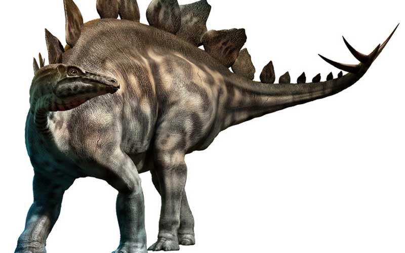 Stegosaurus, a type of thyreophora dinosaur. Credit: Getty Images