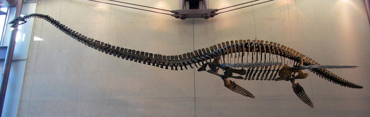 Reconstructed skeleton in side view, Milwaukee Public Museum