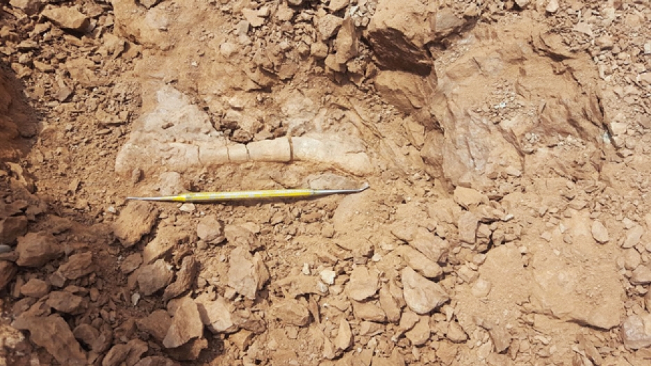 This is part of a phytosaur fossil unearthed by an excavation team in a now-unprotected area of Bears Ears National Monument. Credit: Courtesy of Rob Gay