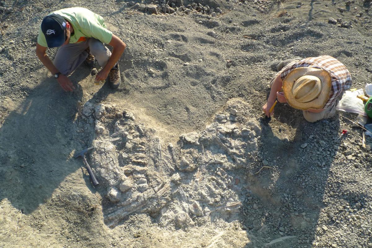 The disarticulated skeleton of a dinocephalian was excavated from middle Permian rocks in Zambia in 2014.  Shown are Seb Steyer (Museum national d’Histoire naturelle, Paris, on left) and Chuck Beightol (UW; on right).  Courtesy Photo