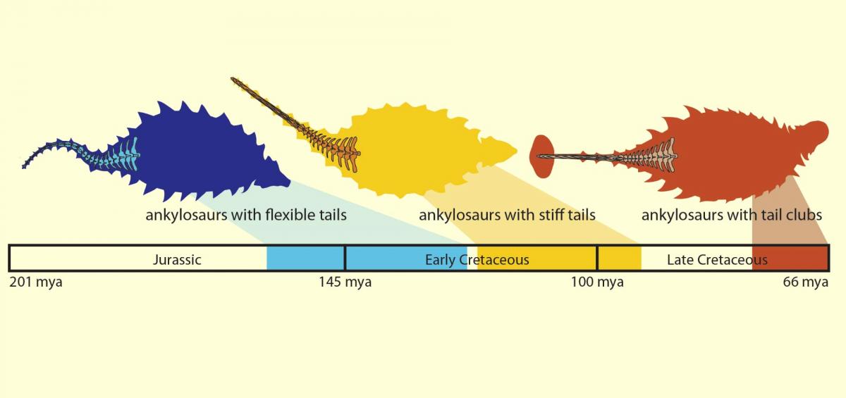 Timeline of ankylosaur tail evolution. Image credit: Victoria Arbour.