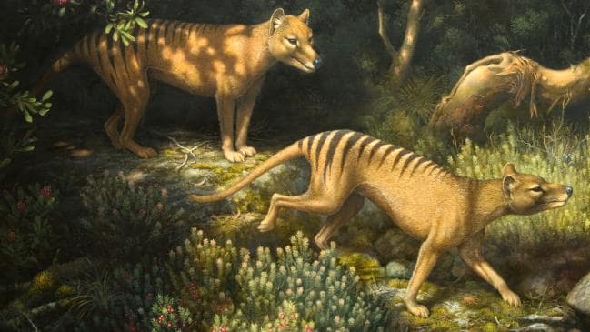 William T. Cooper's 2006 painting, Thylacine.