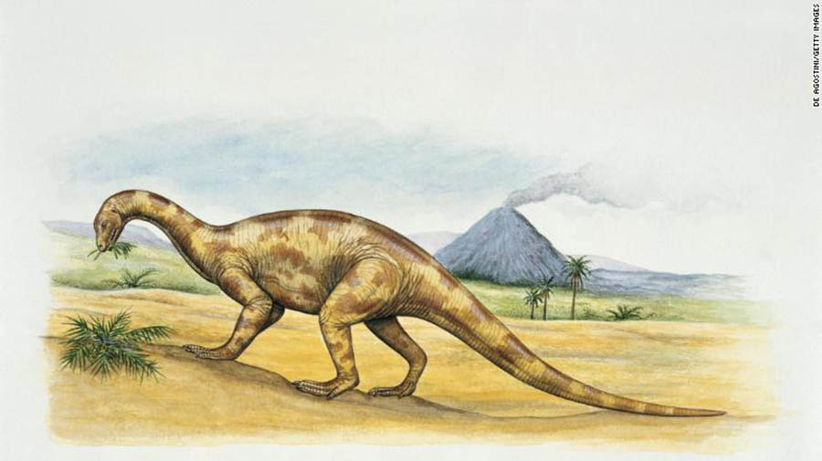 Thecodontosaurus was the size of a large dog and lived in the Triassic age.