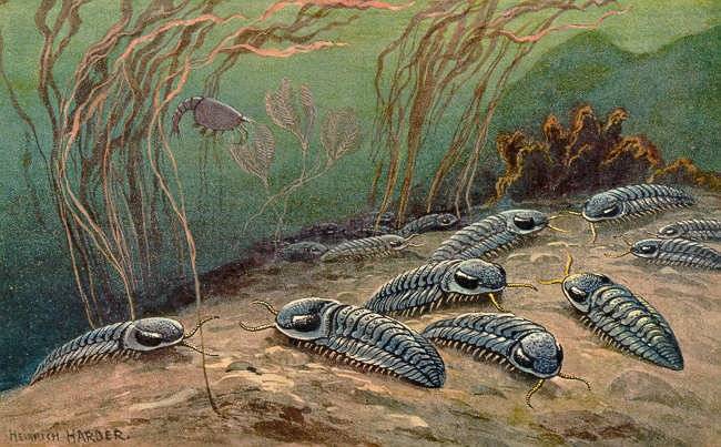 Trilobites had bounced back from previous extinction events because of the lack of competition. This time, though, the combination of the worst ever extinction event and the competition from fishes was too much.