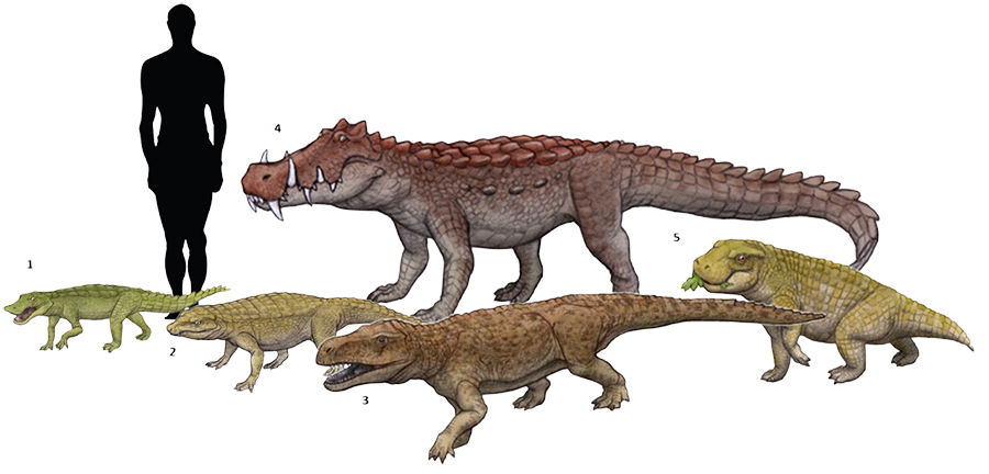 1. Anatosuchus minor (“duck crocodile”) 2003 (Crocodylomorpha/Metasuchia/Notosuchia) 2. Notosuchus terrestris (“southern crocodile”) 1896 (Crocodylomorpha/Metasuchia/Notosuchia/Notosuchidae) 3. Postosuchus krikpatricki (“Crocodile from Post”) 1985 (Archosauromorpha/Rauisuchia/Rauisuchidae) 4. Kaprosuchus saharicus (“boar crocodile”) 2009 (Crocodylomorpha/Mahajangasuchidae) 5. Simosuchus clarki (“pug-nosed crocodile”) 2000 (Crocodylomorpha/Metasuchia/Notosuchia/Ziphosuchia) by Nobu Tamura