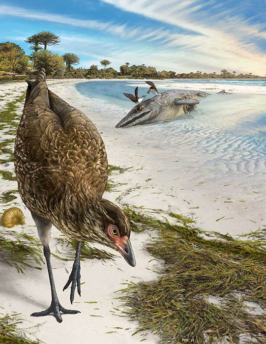 Artist's reconstruction of the world's oldest modern bird, Asteriornis maastrichtensis, in its original environment (Phillip Krzeminski)